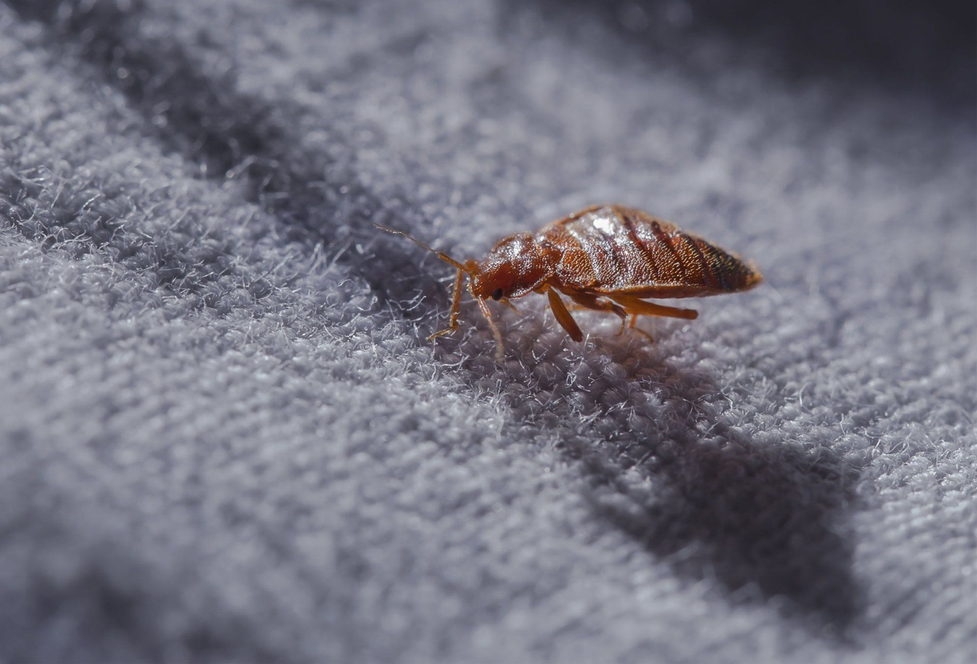 pest control duluth mn