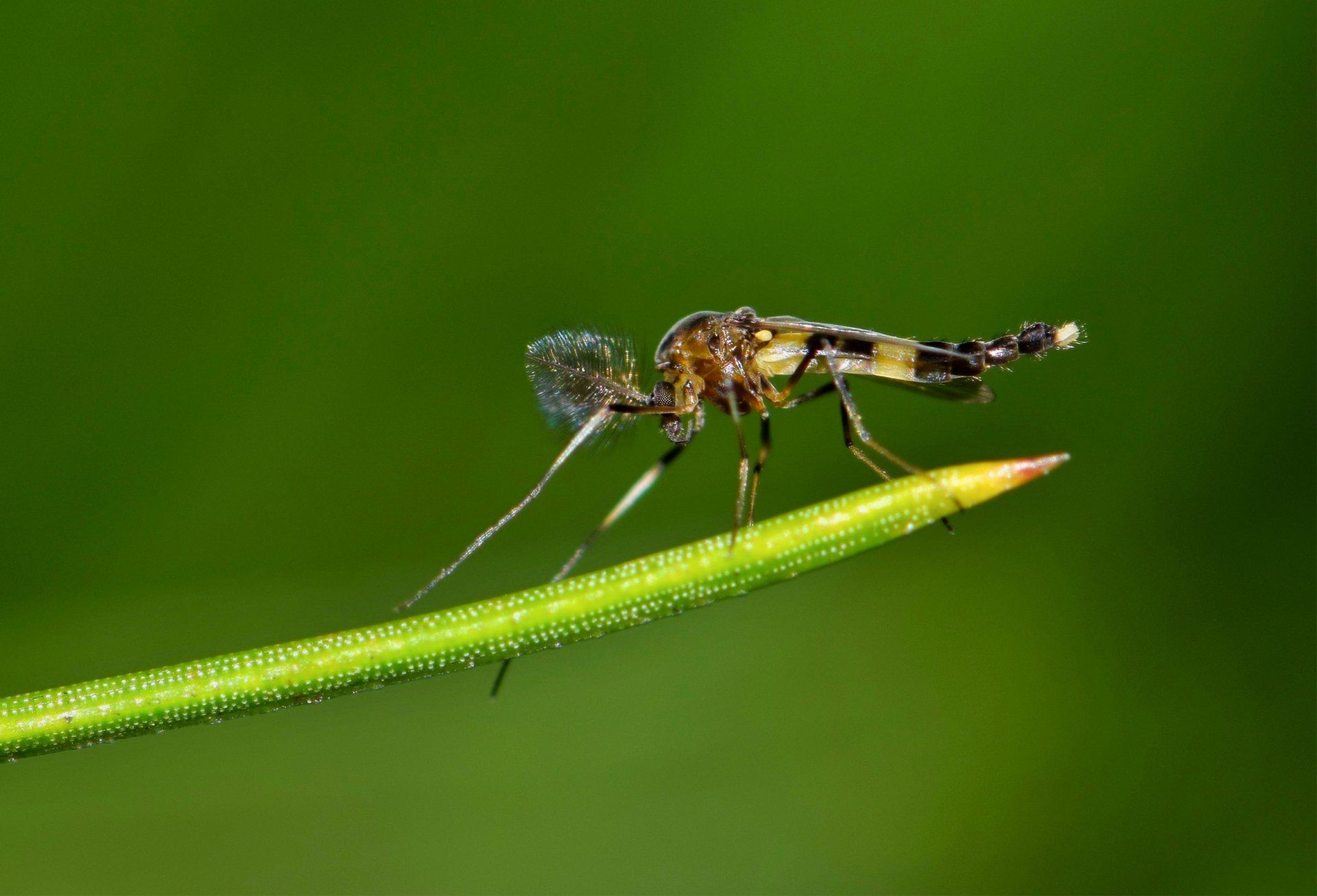 pest control superior wi