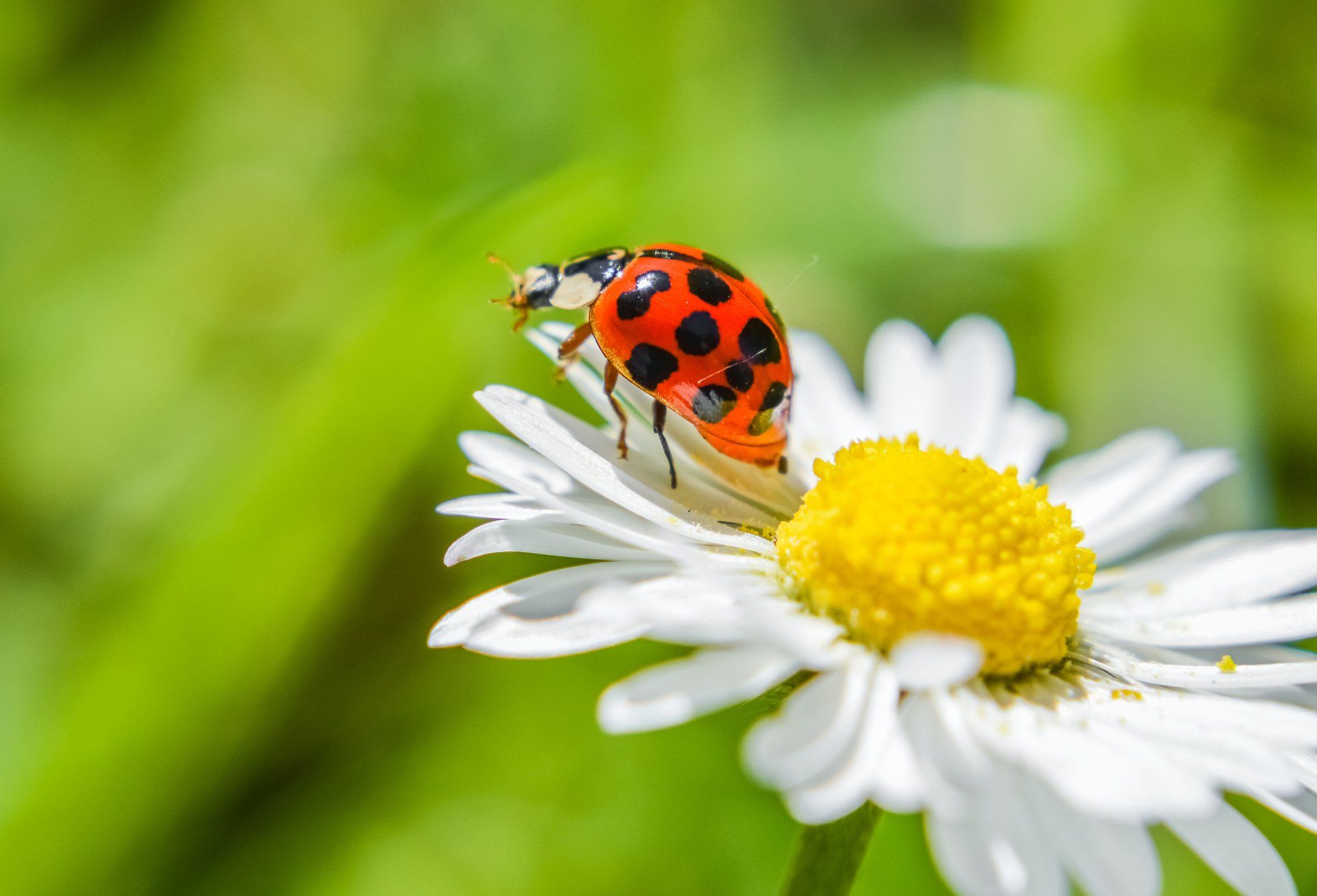 Asian lady beetle