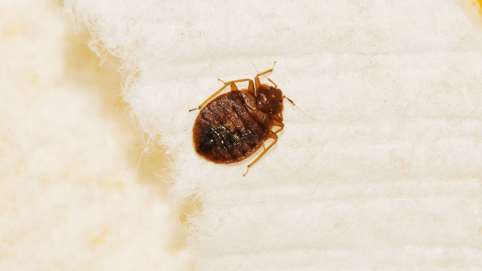 bed bug removal service