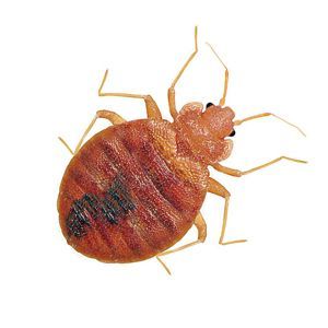 Bedbugs