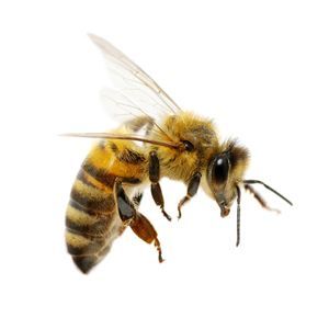 Bees, Wasps, and Hornets