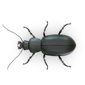 Beetles