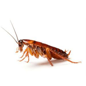 Cockroaches