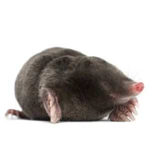 Moles and Voles