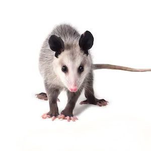 Opossums