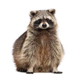 Raccoons