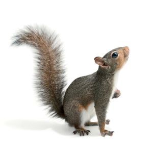 Squirrels and Chipmunks