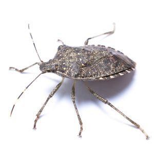Stink Bugs
