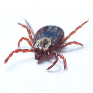 Ticks