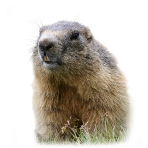 Woodchucks