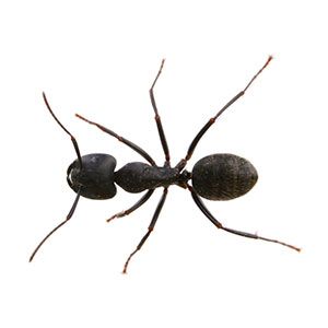 Pavement Ants