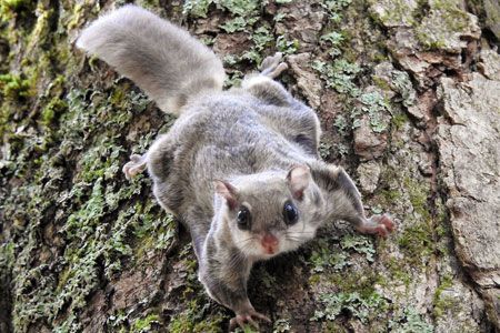 Flying Squirrel - Titan Pest Services