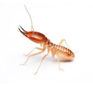 Termites