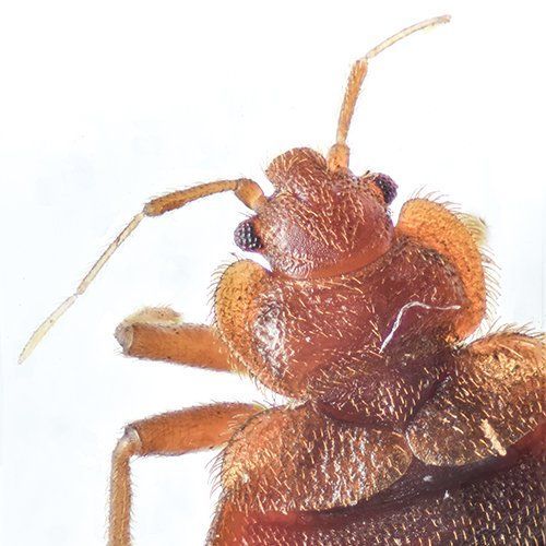 Bed Bug