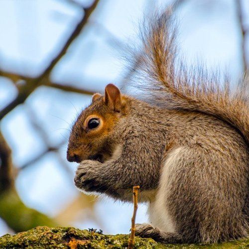 Squirrel