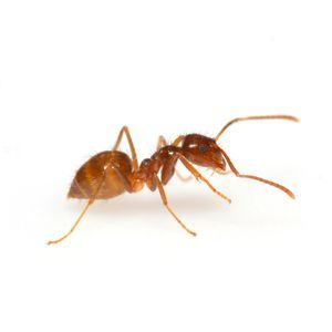 pest control companies troy ny