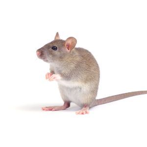 Mice