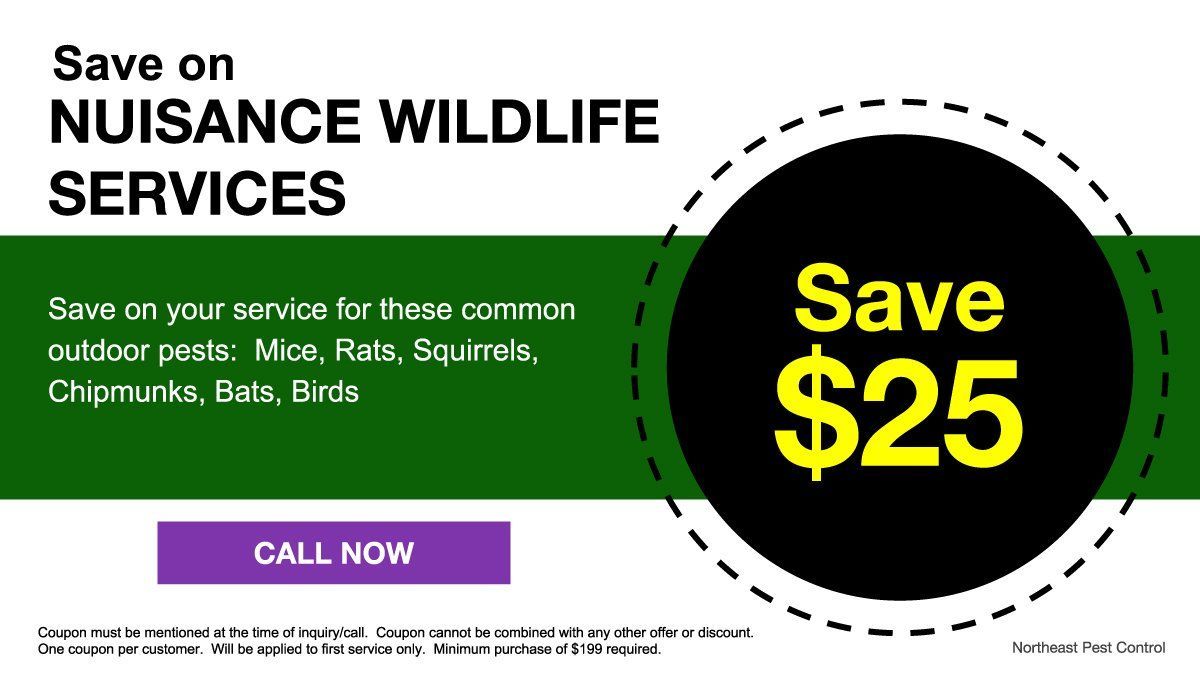 Save on Nuisance Wildlife Services