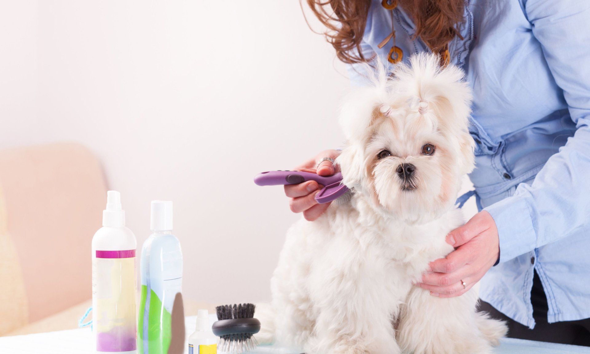 Dog Grooming