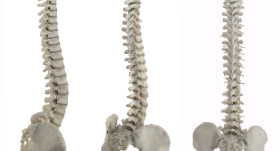 Back bone
