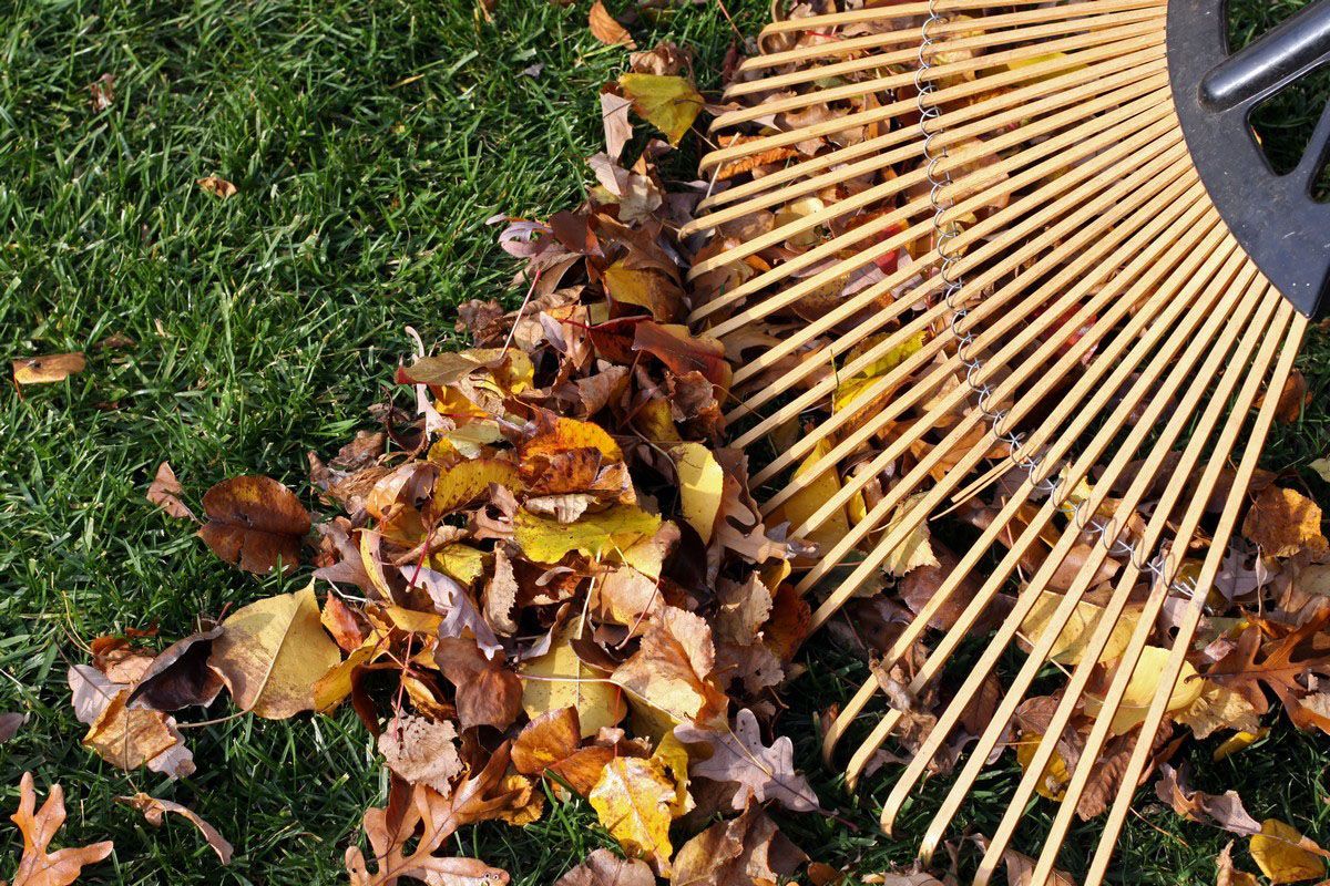 Rake gathering fallen leaves on a green lawn; autumn scene with browns and yellows.