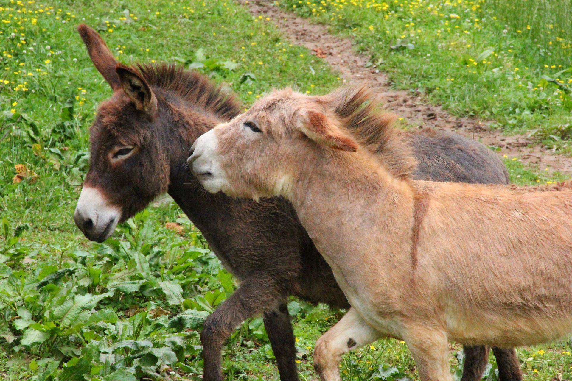 Two donkeys are standing next to each other in a grassy field.