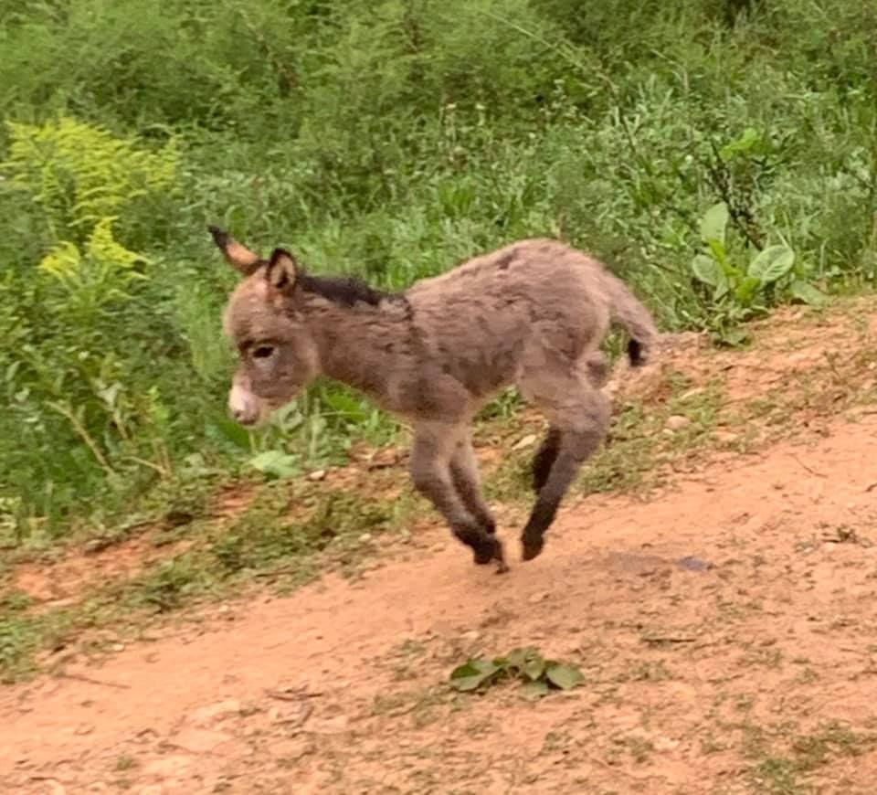 A small donkey is running down a dirt road.