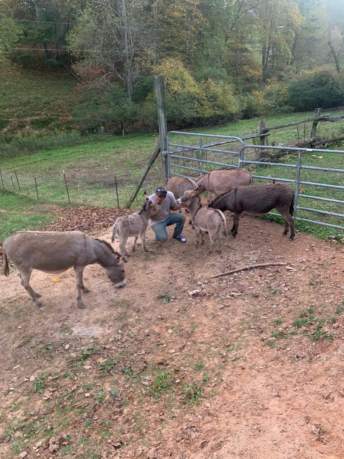 A man is feeding a herd of donkeys in a dirt field.