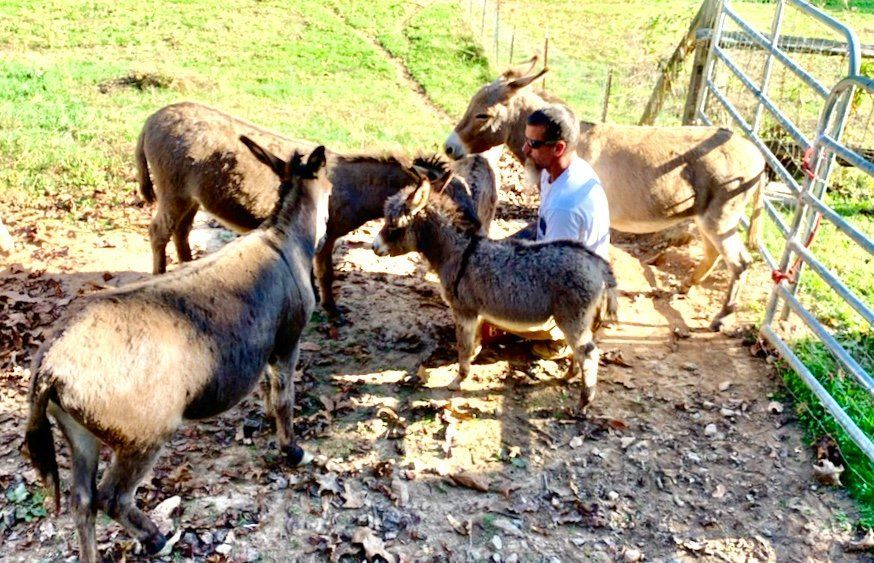 A man is standing next to a herd of donkeys in a field.