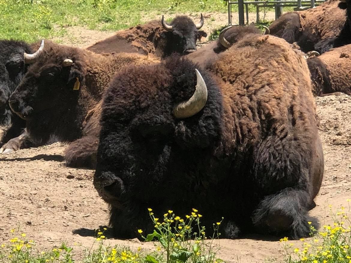 A herd of bison laying down in the dirt