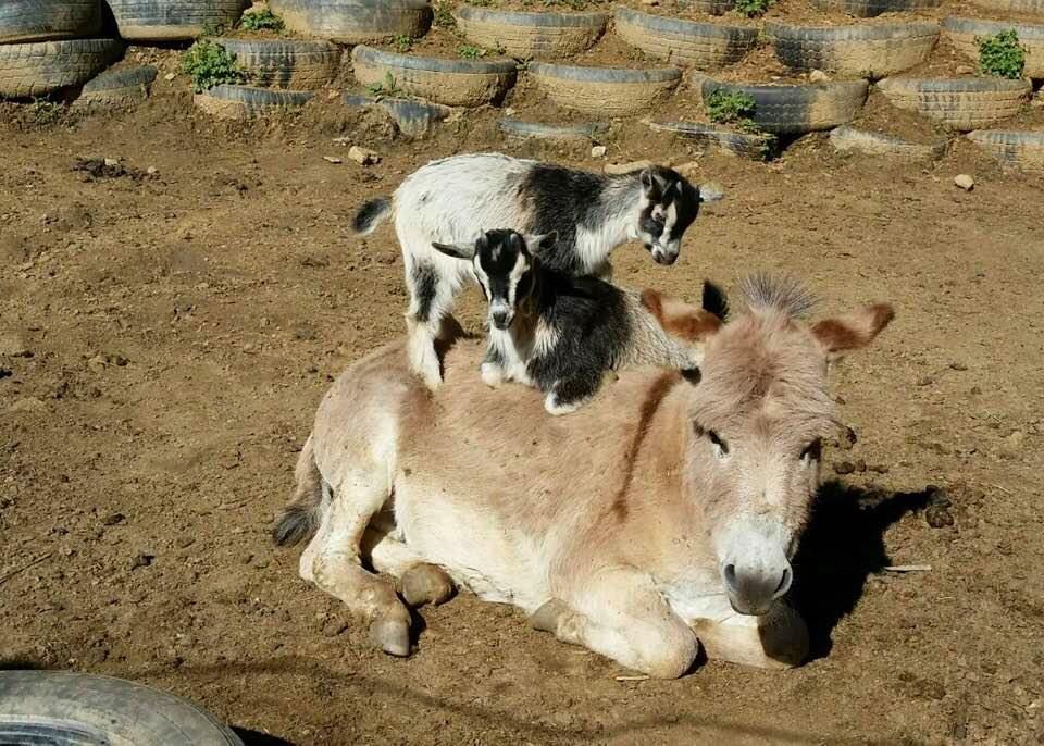 A donkey laying down with a baby goat on its back