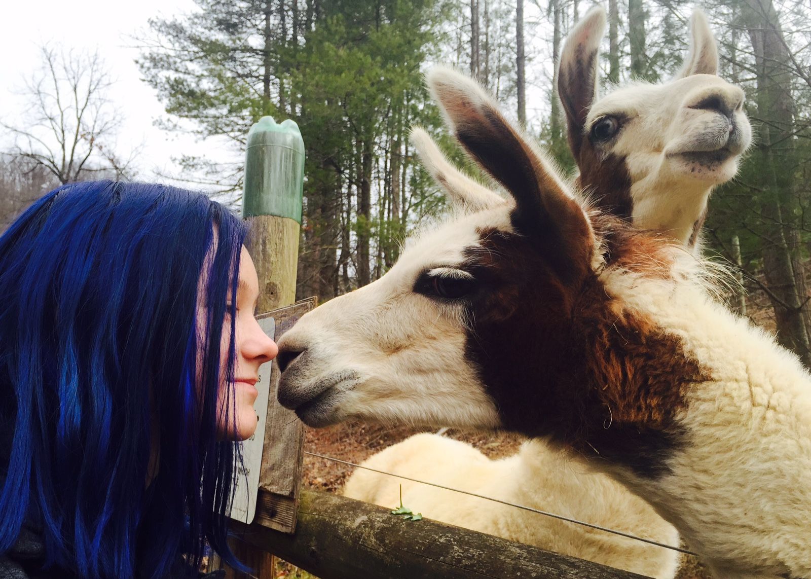 A woman with blue hair is standing next to two llamas