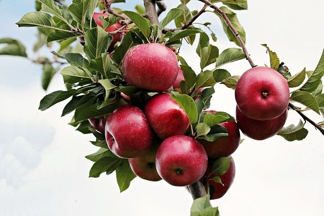 A bunch of red apples hanging from a tree branch.