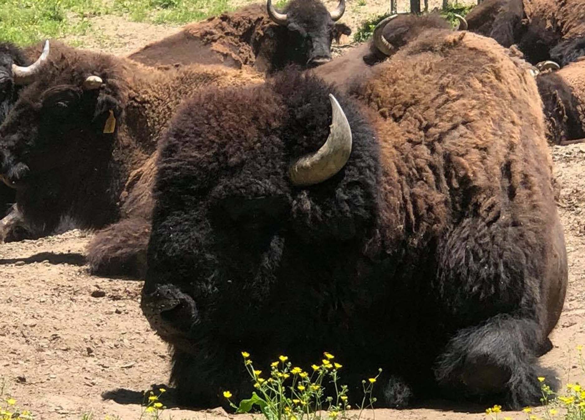 A herd of bison laying down in the dirt