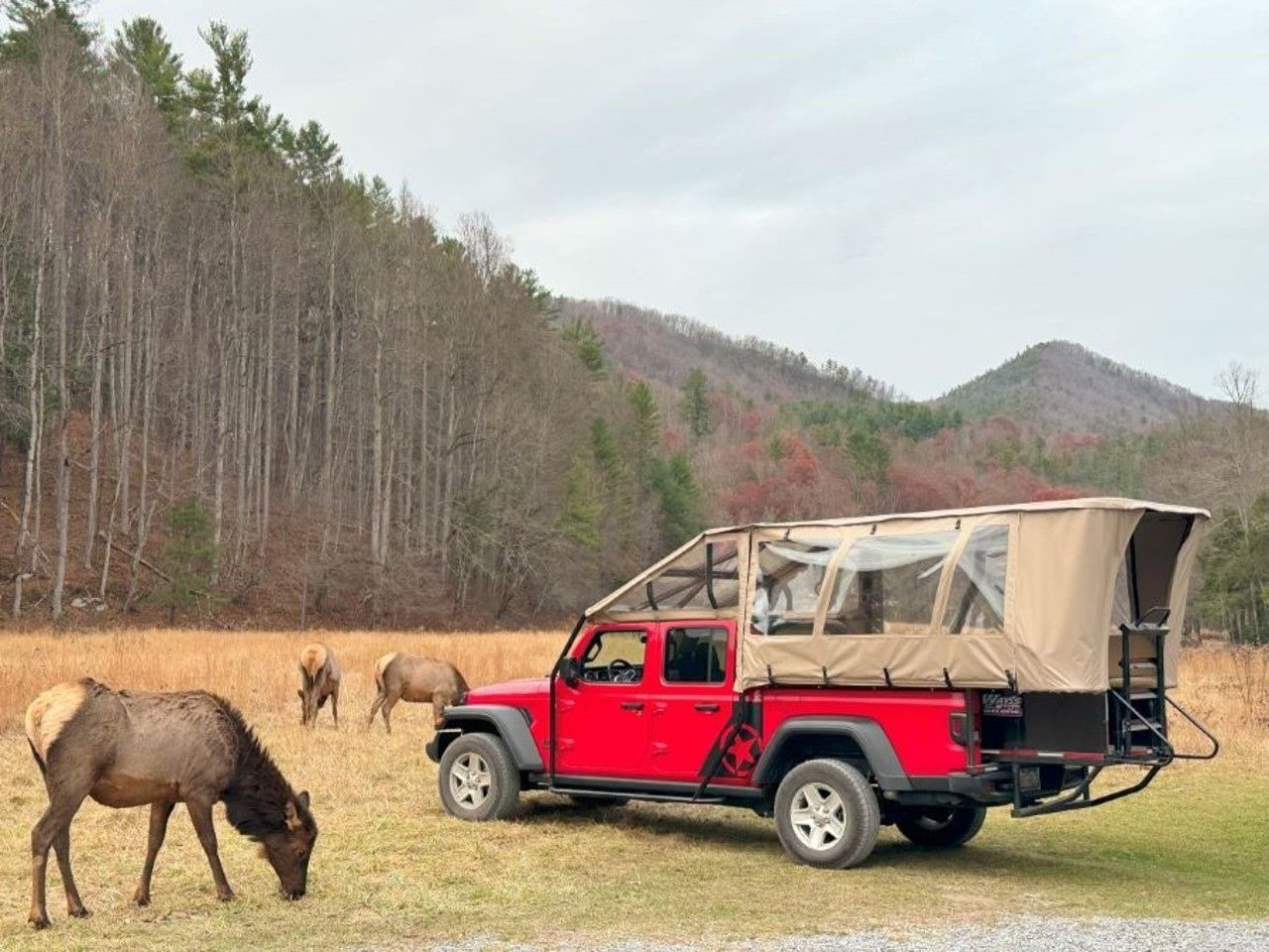A red truck with a tent on top of it is parked in a field with deer.
