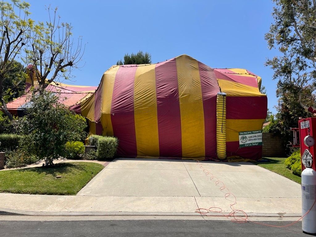 House covered in yellow and burgundy tarp for pest control.