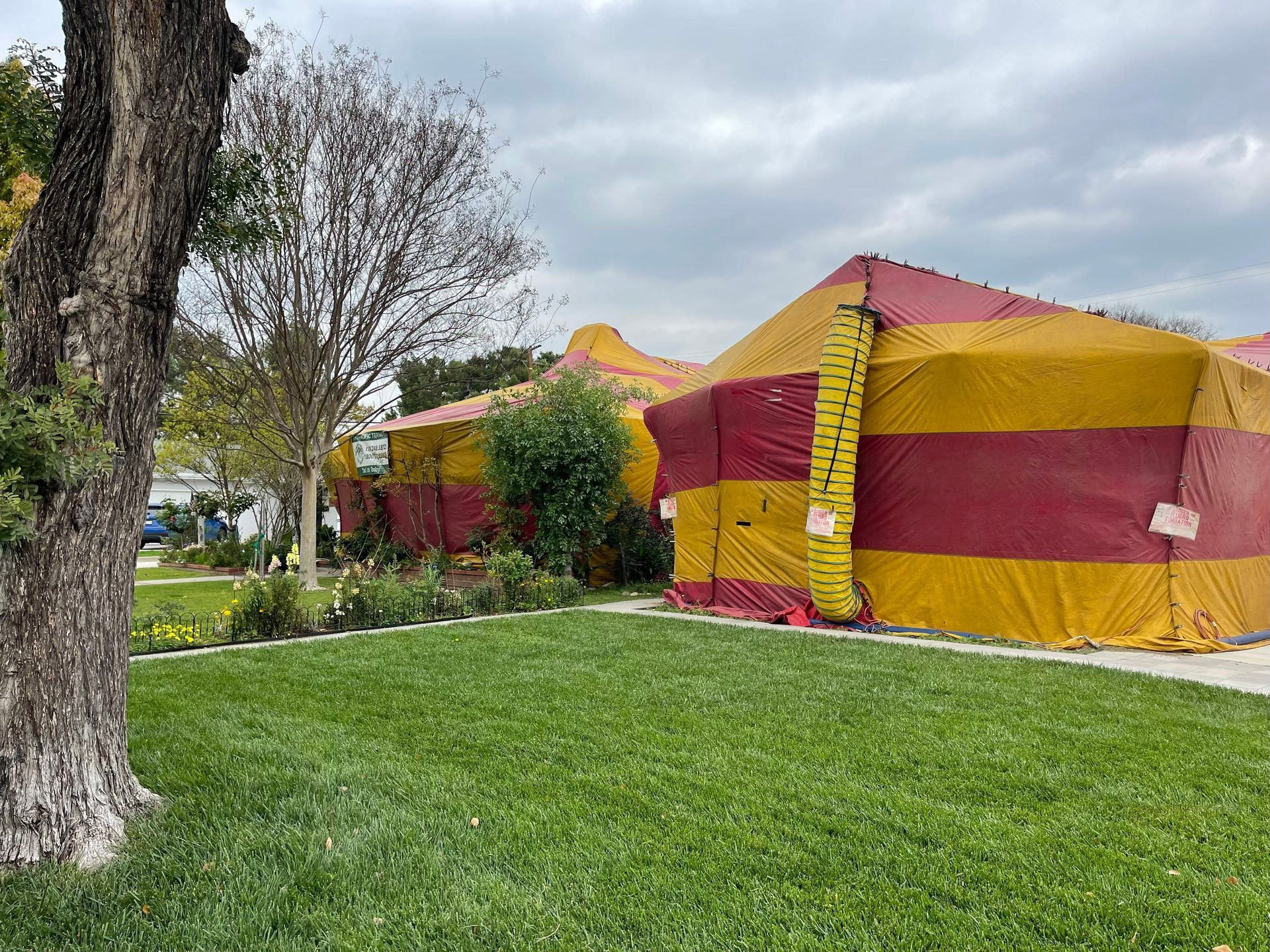 Houses tented for fumigation, covered in red and yellow striped tarps, on a green lawn.
