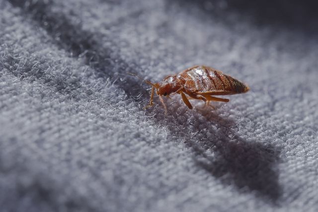 9 Essential Tools for Your Pest Control Company