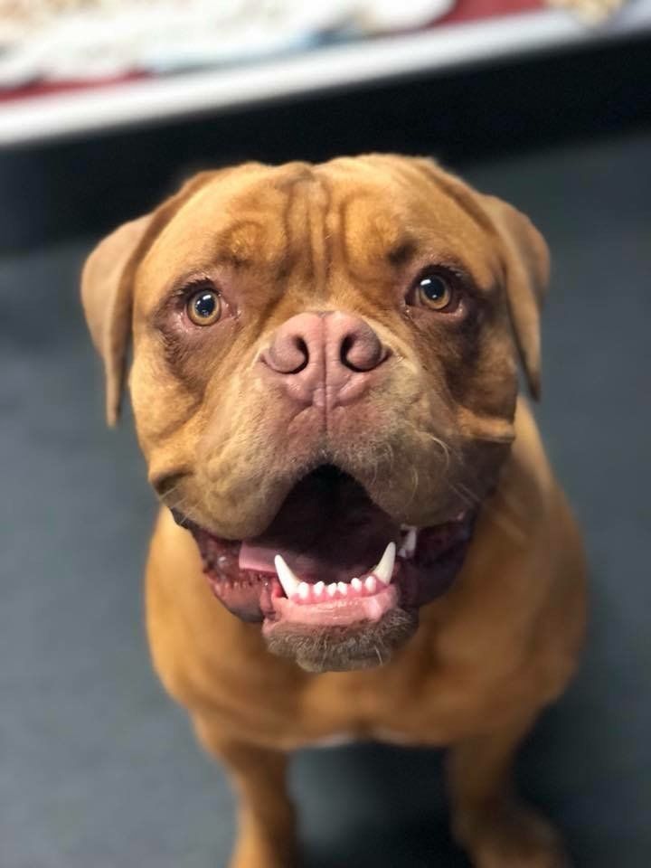 Happy Dog