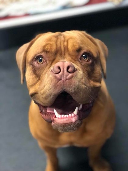 Learn More About Daycare Happy Dog