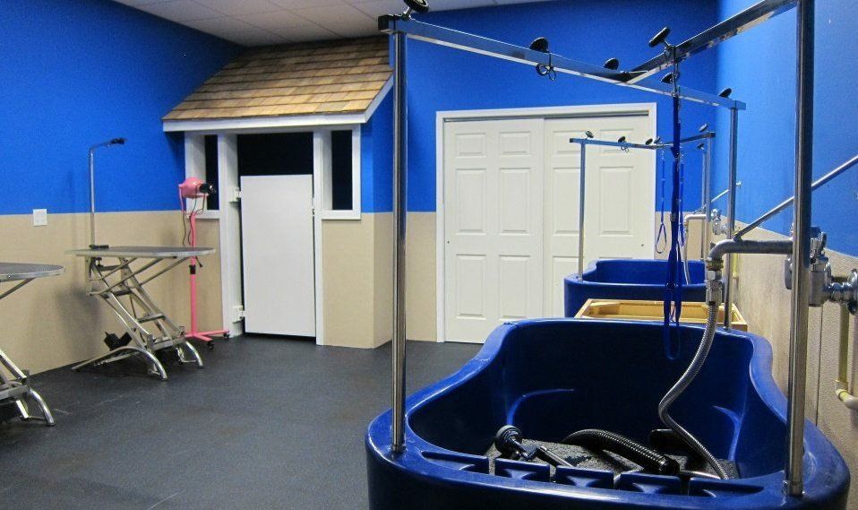 Camp K9 Dog Daycare Dog Boarding Dog Training West Chester, PA