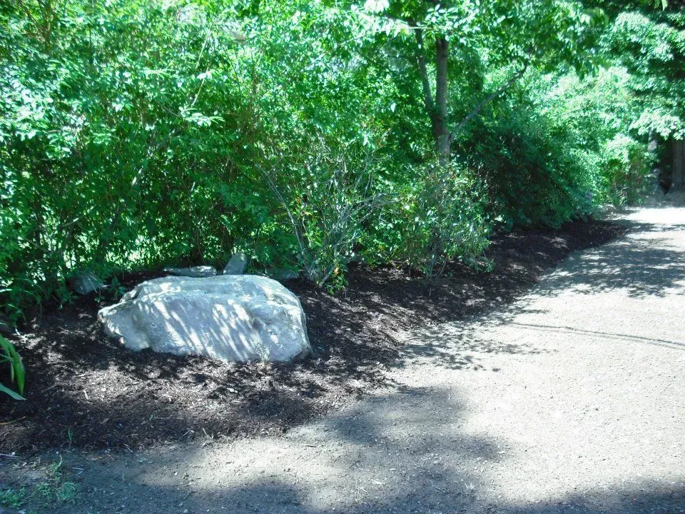 Wooded path with dense green foliage and a large white rock beside a sunlit dirt trail