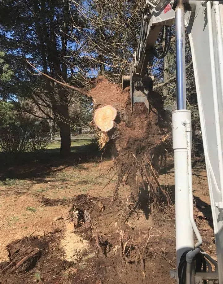 Excavator lifting a tree stump with exposed roots in a wooded yard