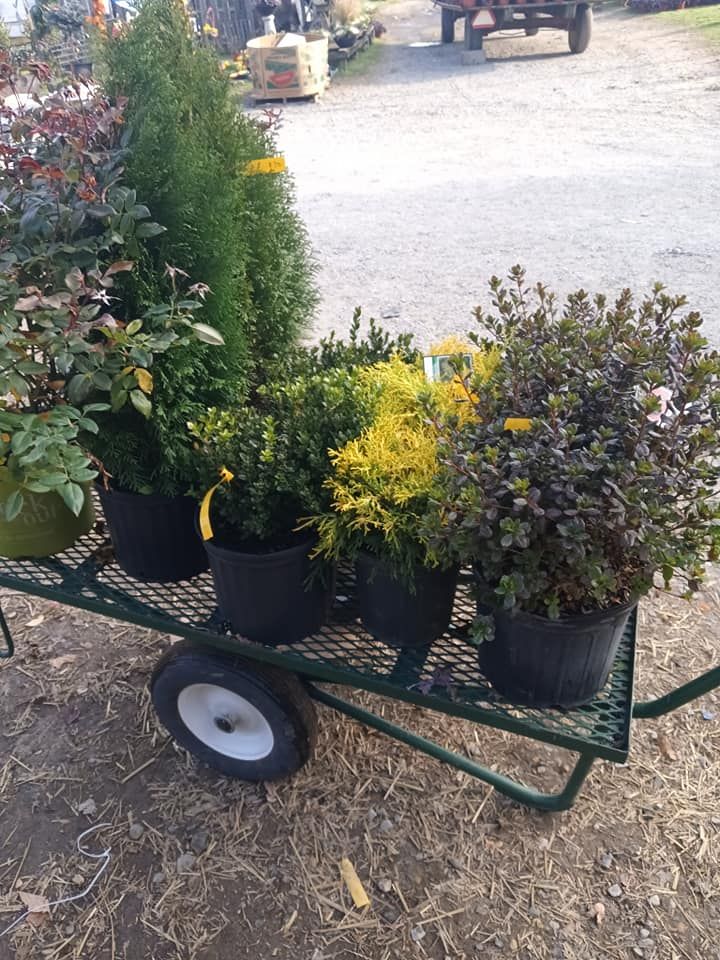 A wheelbarrow filled with potted plants is sitting on the ground.