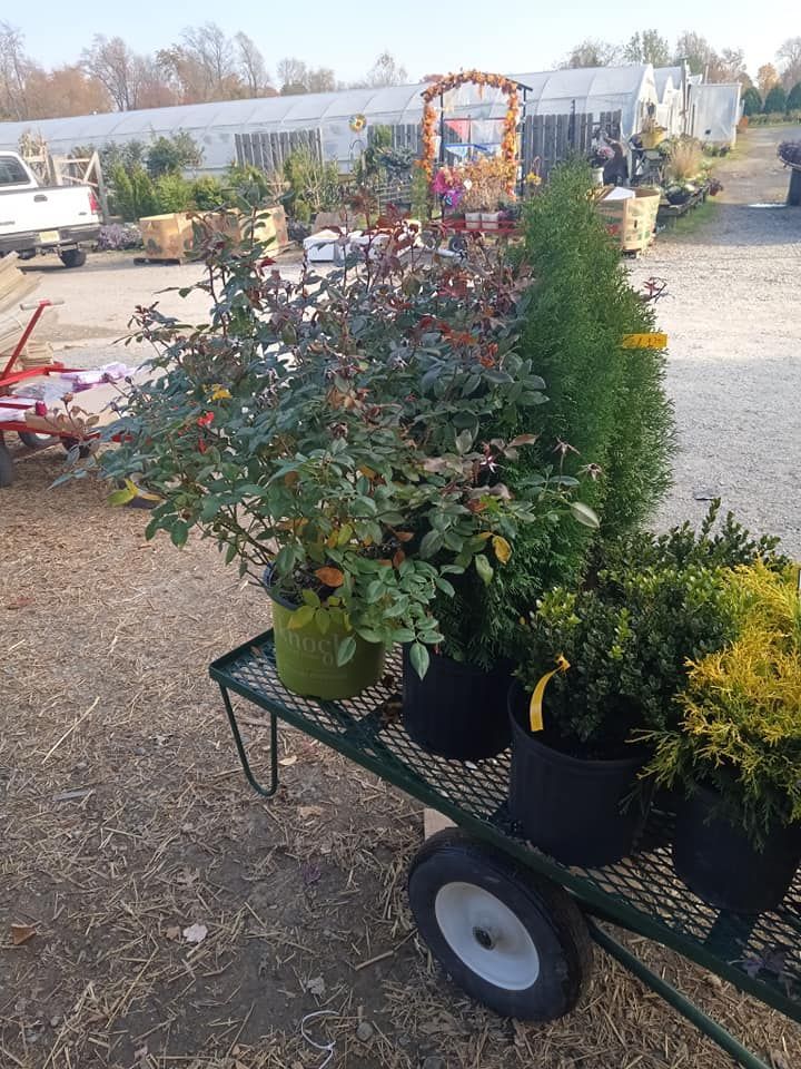 A wheelbarrow filled with potted plants in a garden center.