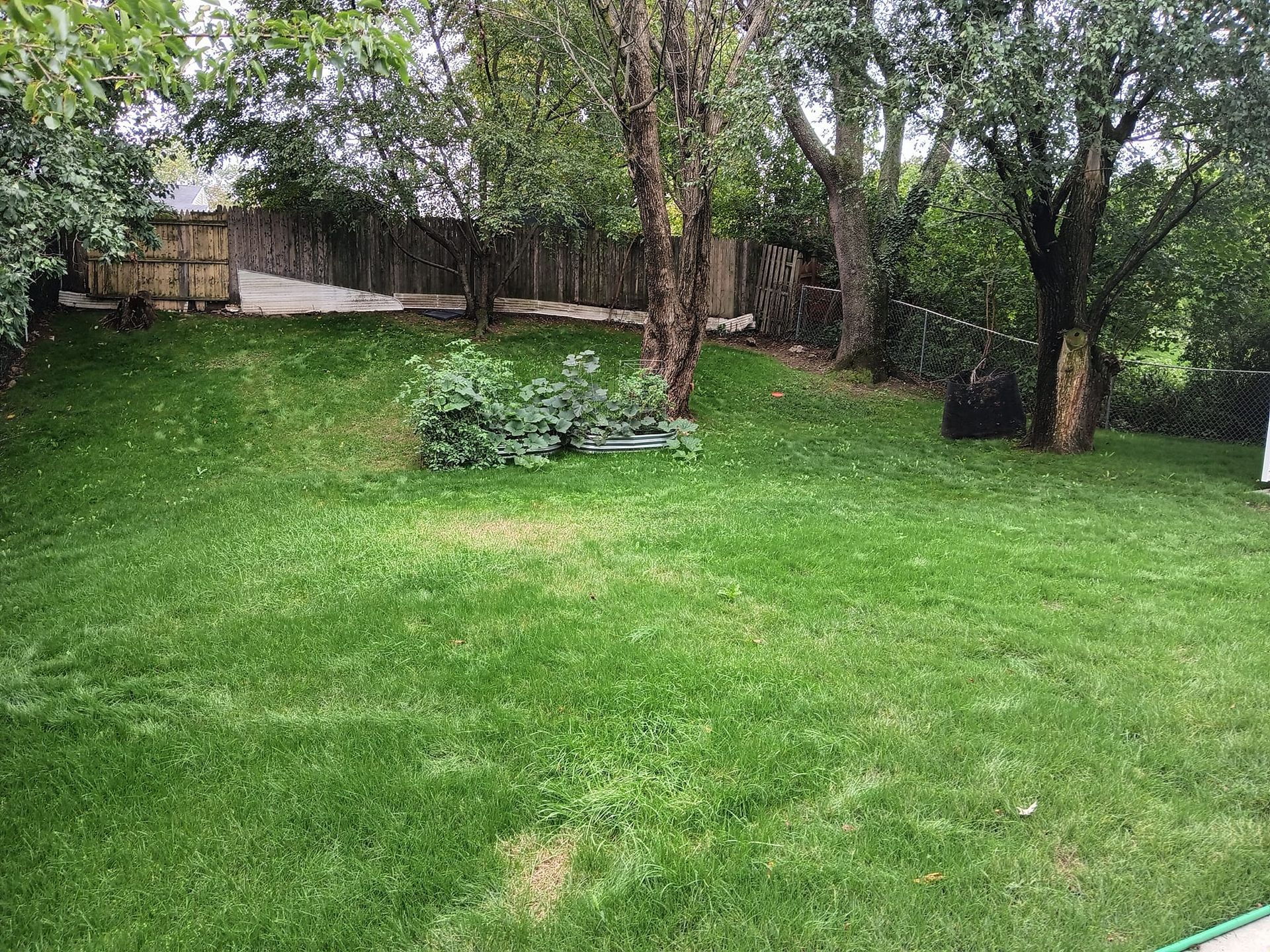 A lush green lawn with trees and a fence in the background.
