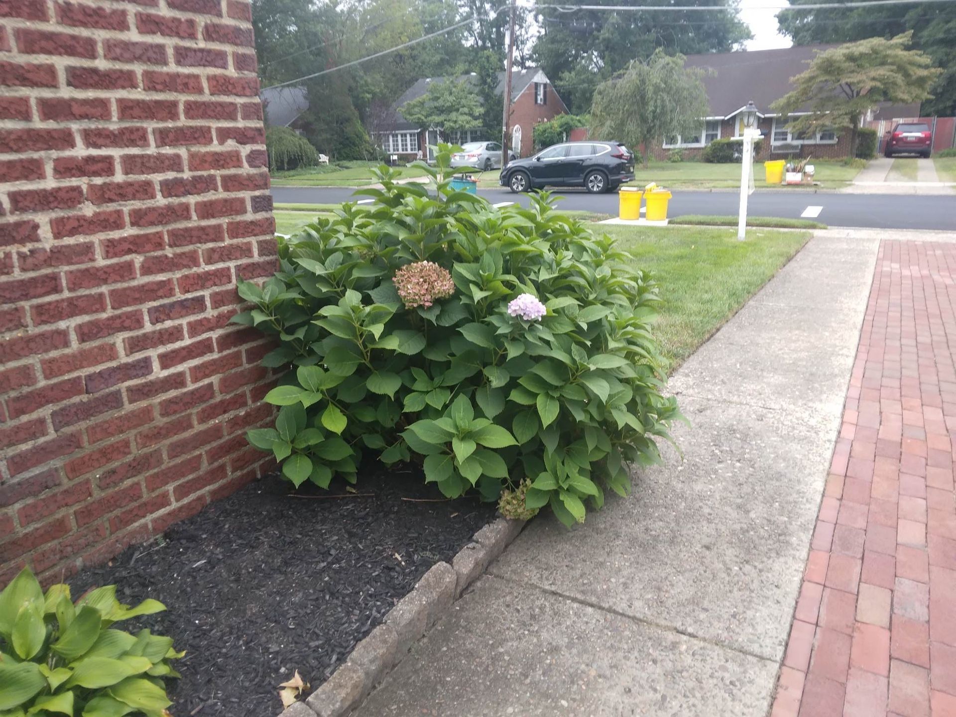 A bush with purple flowers is on the sidewalk next to a brick wall