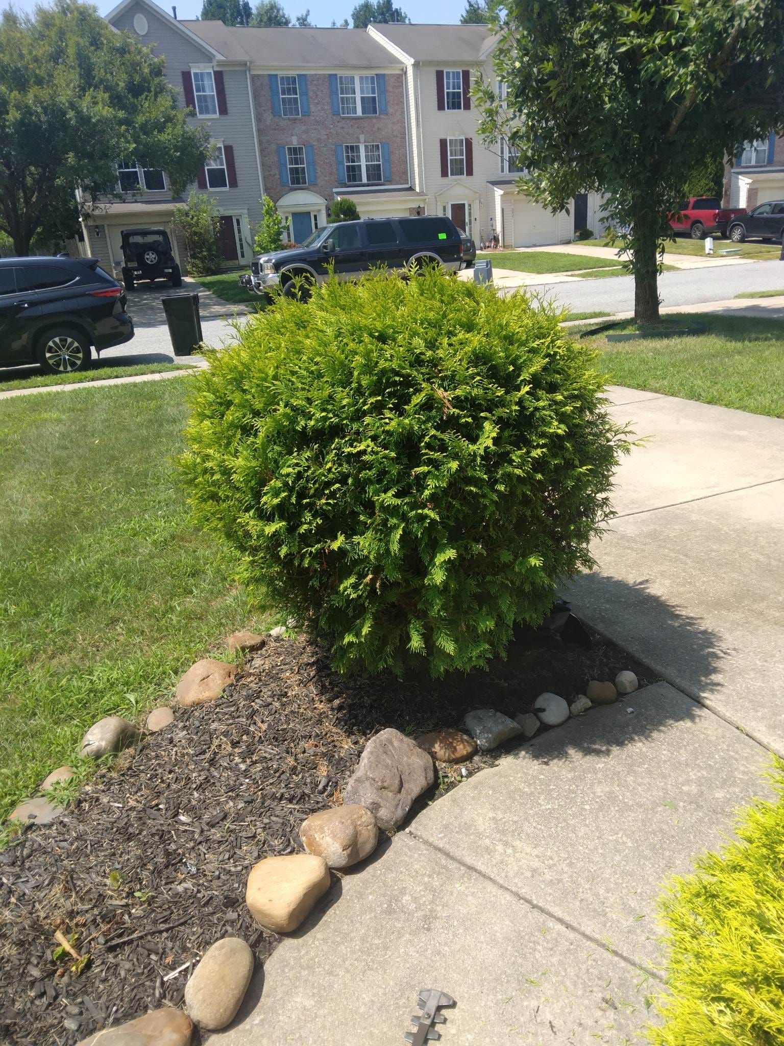 A small bush is sitting on the sidewalk in front of a house.