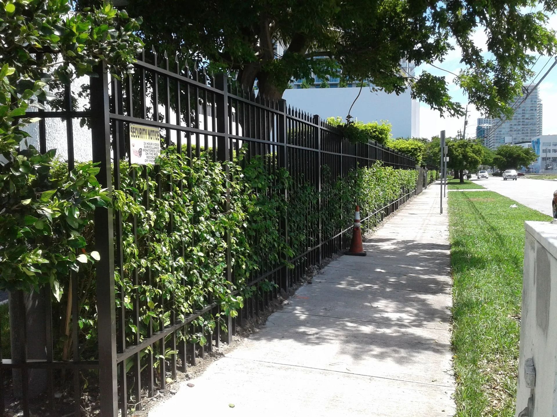 Sunny sidewalk beside black iron fence and green hedge, with trees casting shade along a quiet street.
